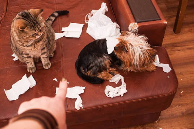 pet stains odors